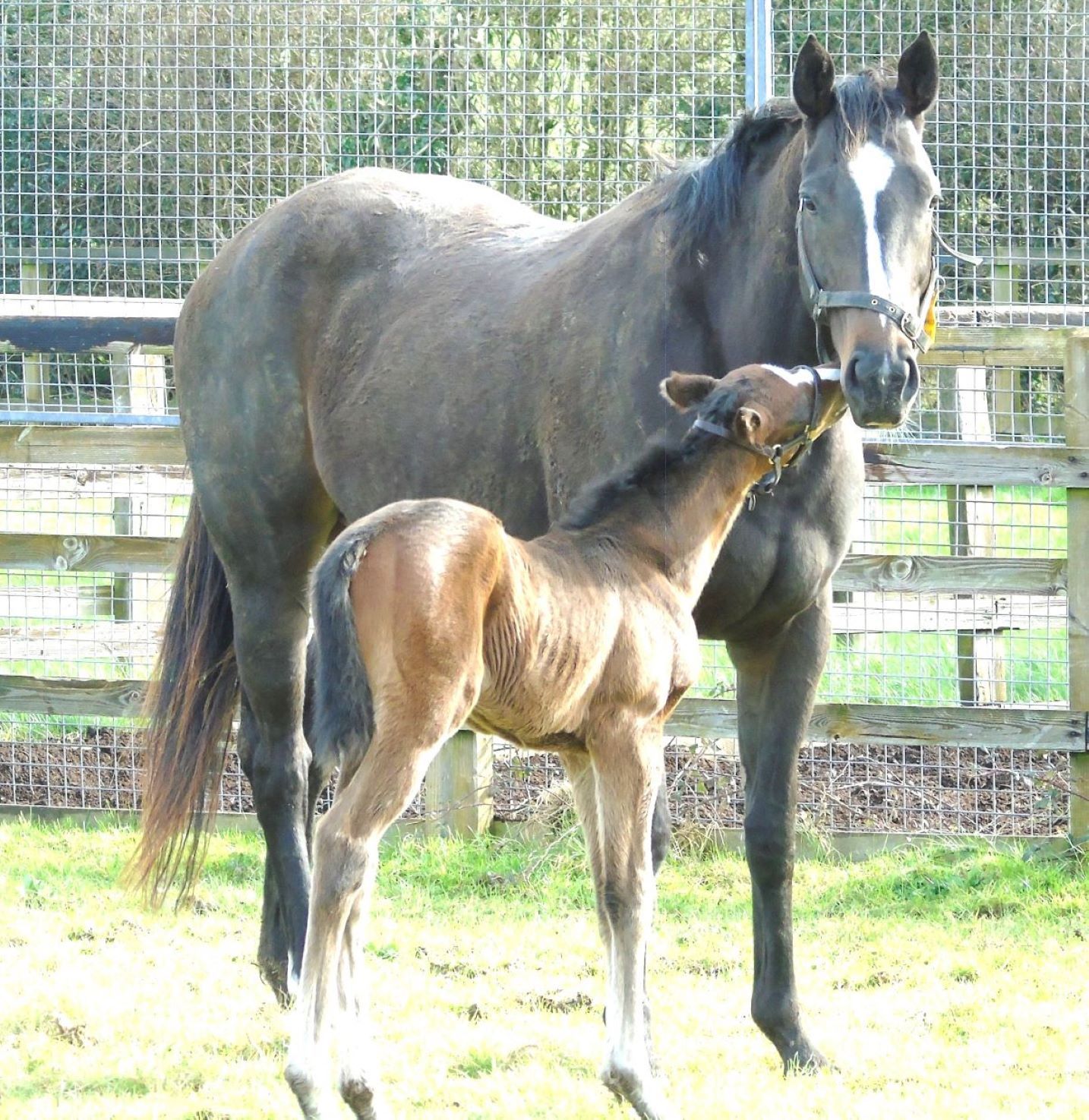 2024 colt by Showcasing